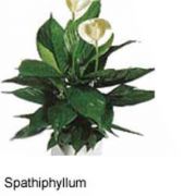 Spathiphyllum