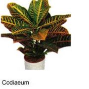 Codiaeum- craton- 